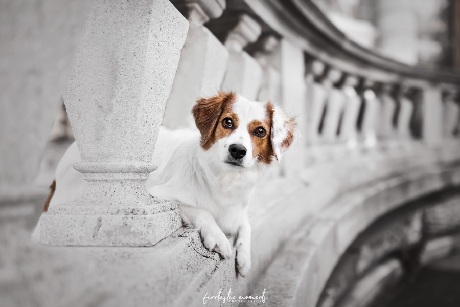 Fotografie für Katzen