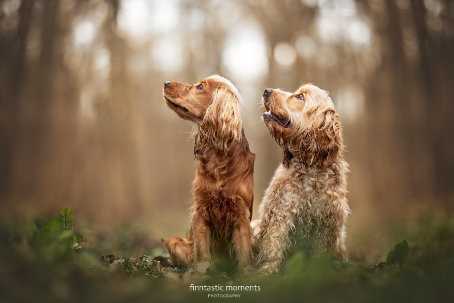 Professionell Hunde fotografieren