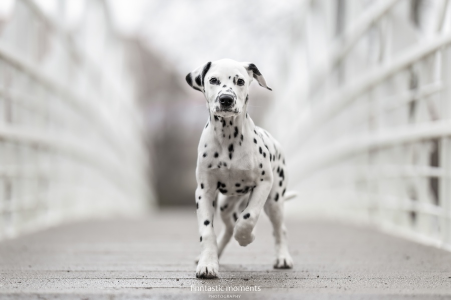 Hundebilder in Leipzig