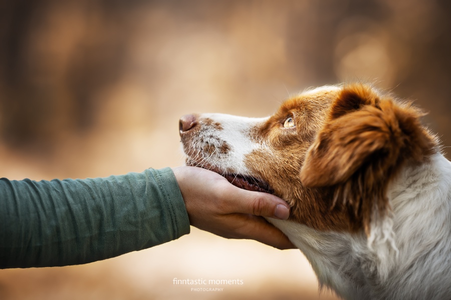 Hundefotografen in Leipzig