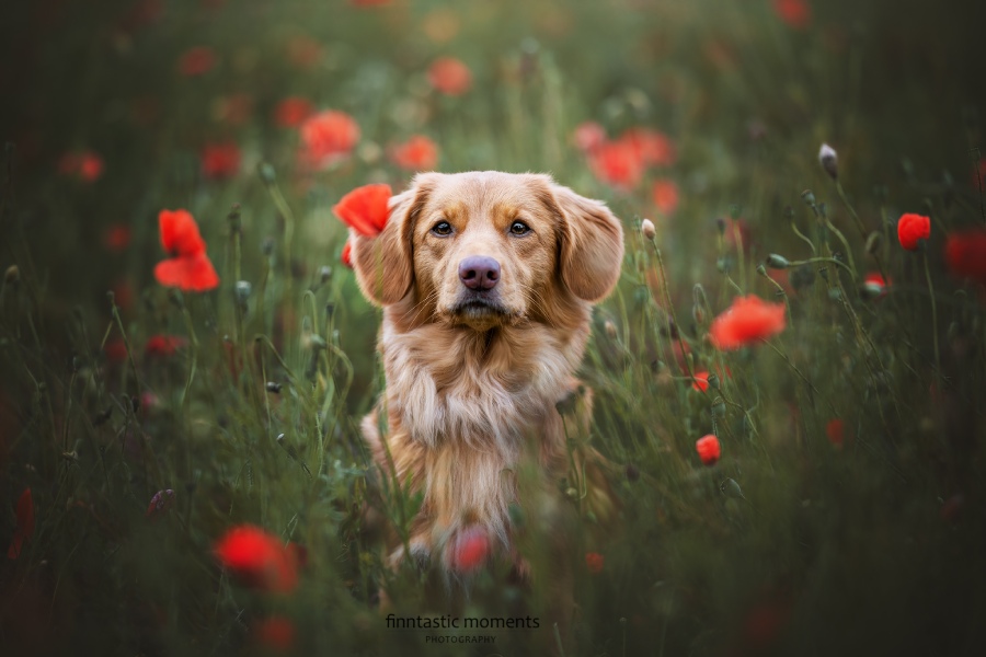 Hundefotografie Leipzig