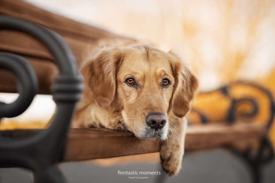 Leipzig. Fotografie für Hunde