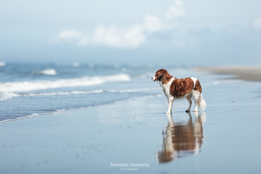 Bester Hundefotograf in Leipzig